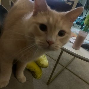 Meet your Posher, Max